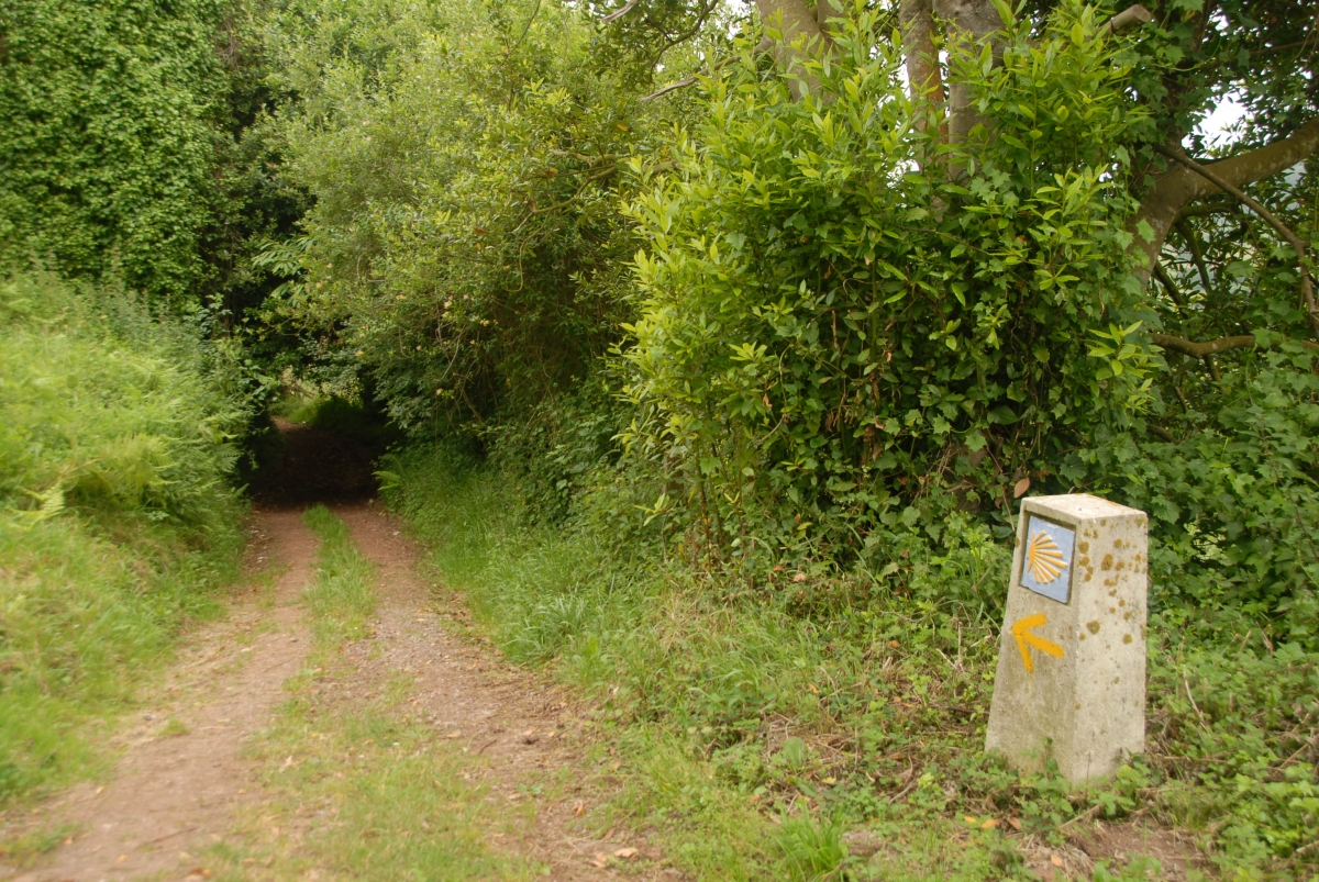 Camino